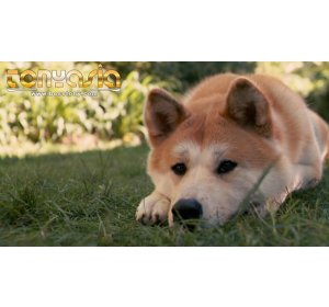 Mirip Hachiko, Anjing Setia Ini Selalu Menanti Majikannya di Stasiun China | Sabung Ayam | Sabung Ayam Online